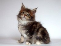 Tortie Tabby and White 4